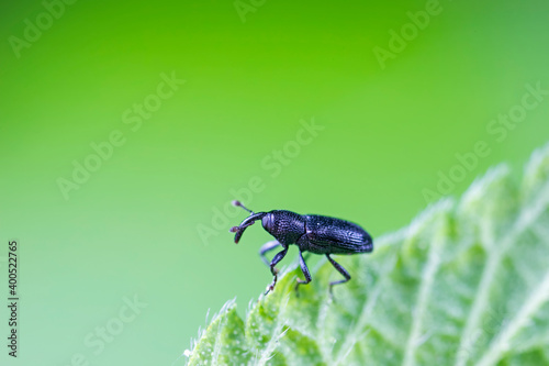 Weevil on green leaves, North China Plain © zhang yongxin