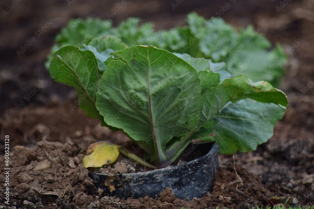Green leafy vegetables in the daytime have a beautiful color.