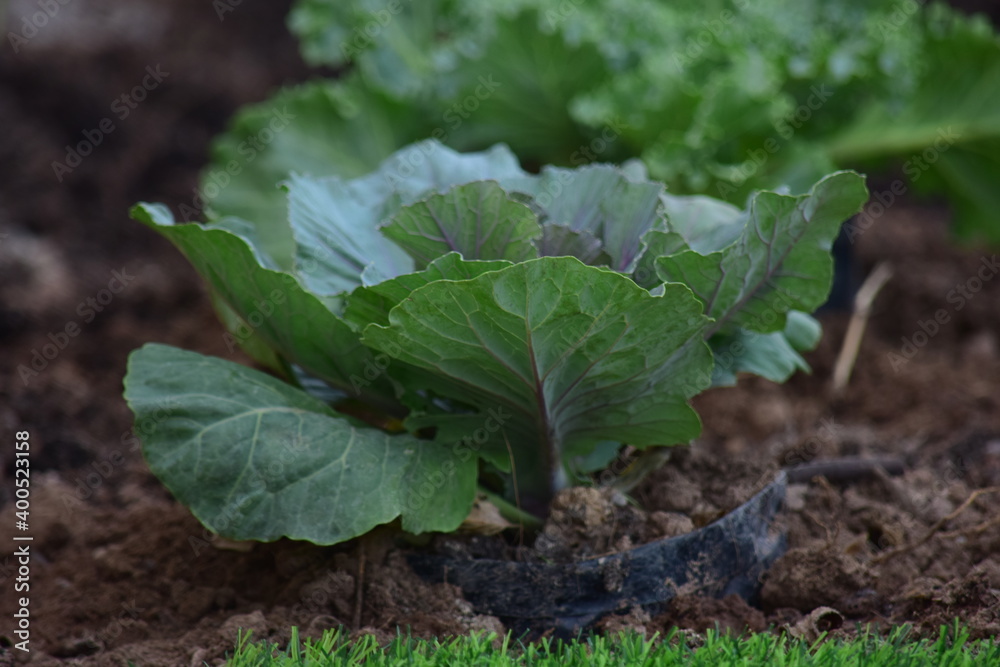 Green leafy vegetables in the daytime have a beautiful color.