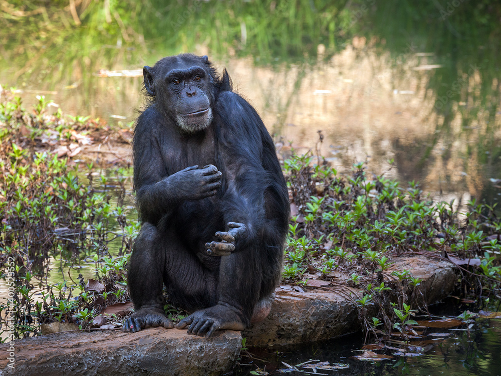 Naklejka premium Chimpanzee action