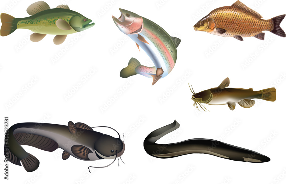 freshwater fish perch stun trout - obrazy, fototapety, plakaty 