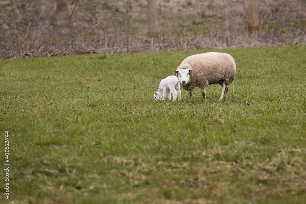 Fototapeta premium Flemish white ewe sheep with lamb