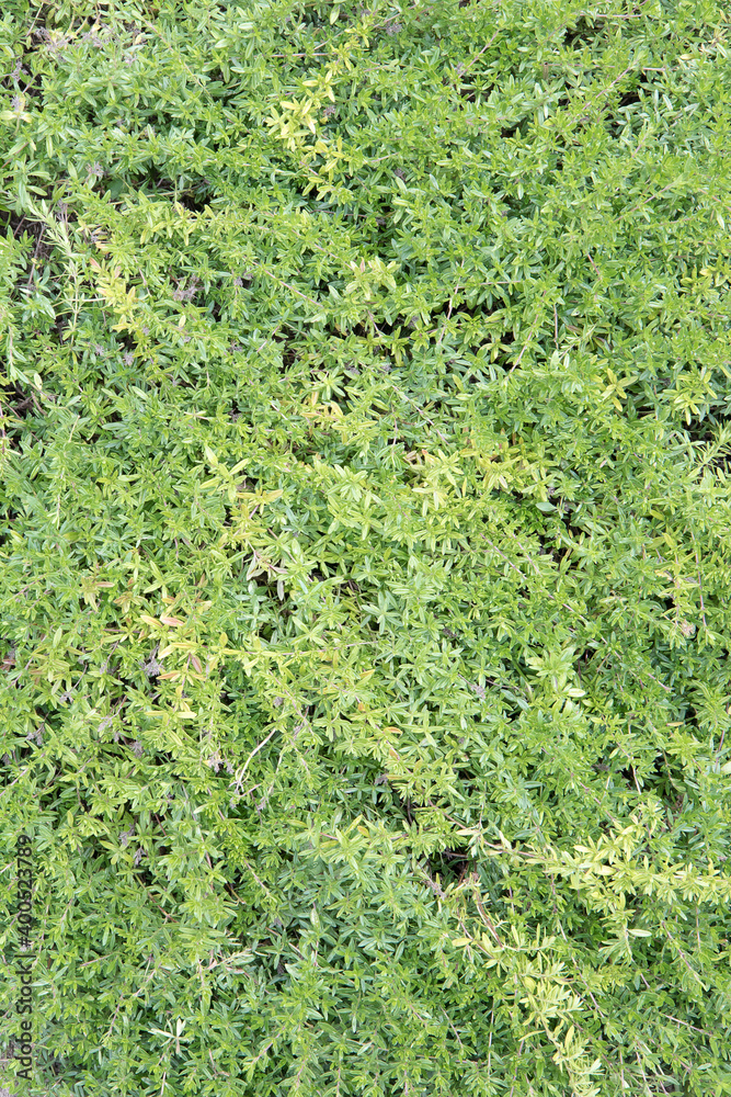 Thyme texture. Top view fresh green leaves of this aromatic plant Thyme texture. Top view fresh green leaves of this aromatic plant