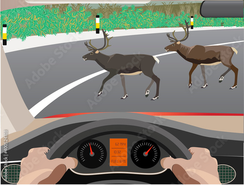 Vector Illustration of Reindeer crossing road