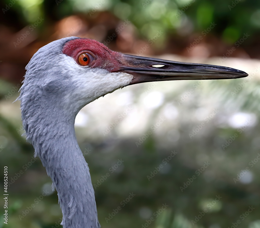 Head shot of Sandhill crane. Antigone canadensis.