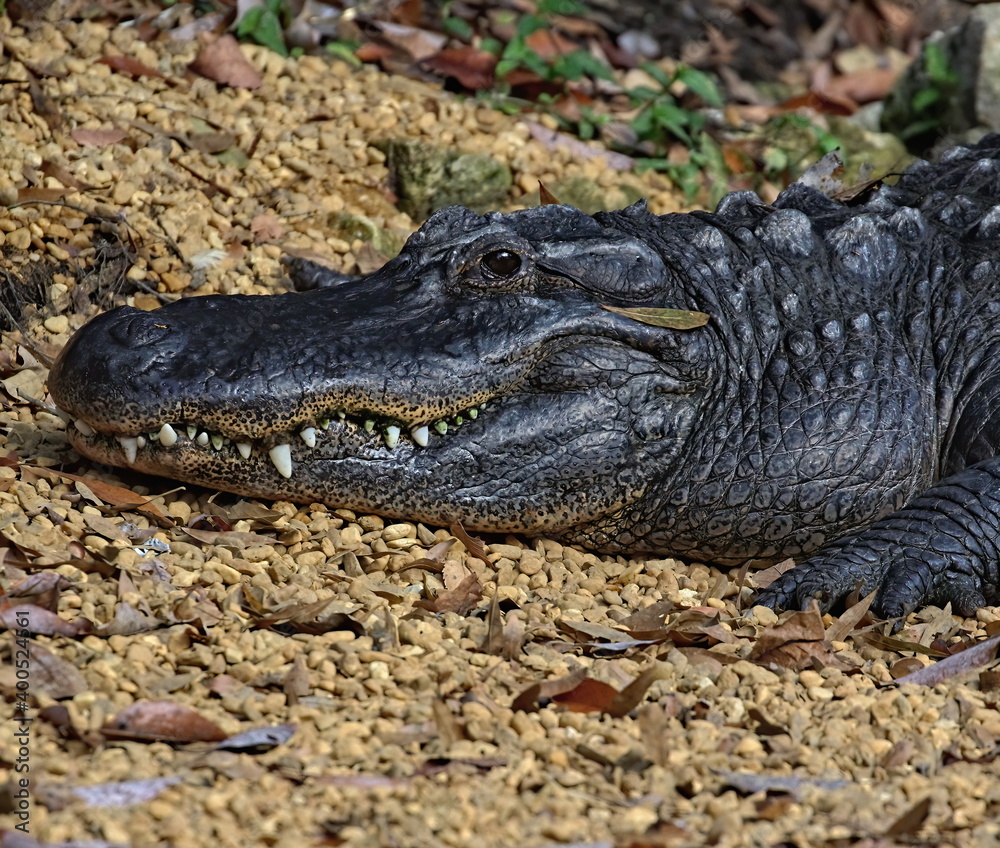 Fototapeta premium Head shot of American alligator with teeth showing. Alligator mississippiensis.