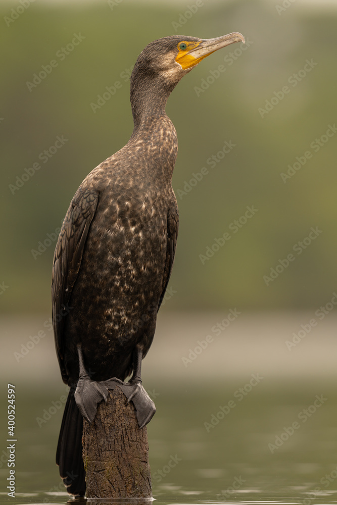 cormoran