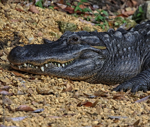 Head shot of American alligator with teeth showing. Alligator mississippiensis.