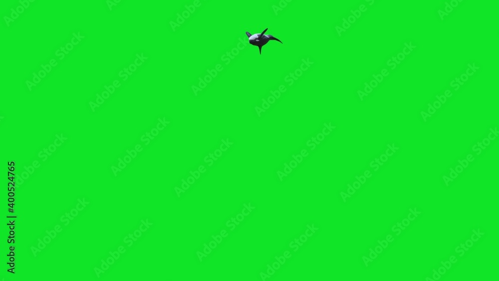 Orca Killer Whale Swim Green Screen 3d Rendering Animation 4k Stock