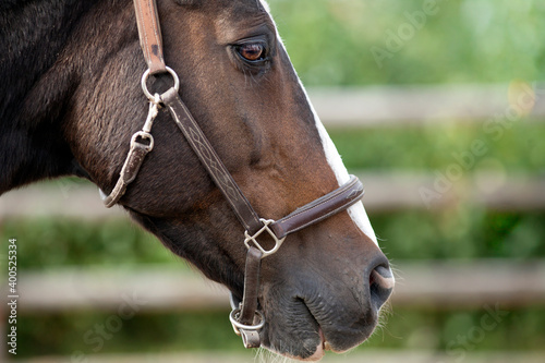 Portrait of a sporty bay red horse with a bridle.