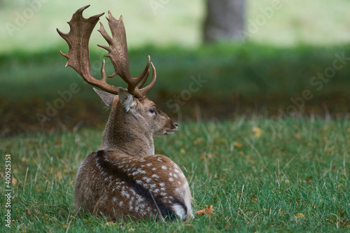 Large male Fallow Deer (Dama dama) lying under a tree during the rutting season in the Cotswolds, England.