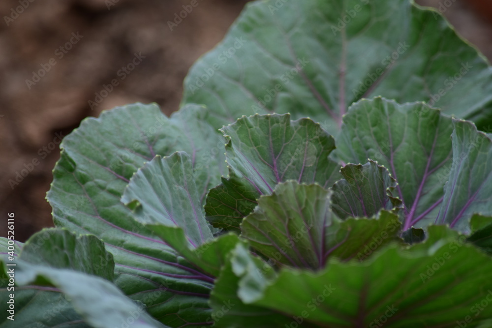 Green leafy vegetables in the daytime have a beautiful color. Green leafy vegetables in the daytime have a beautiful color.