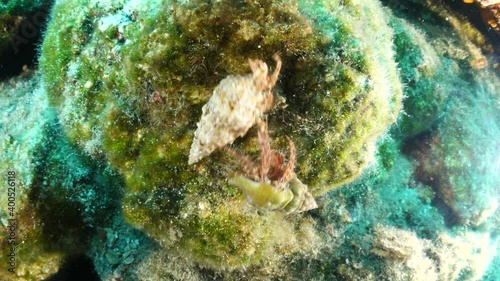 Wallpaper Mural hermit crabs mating or fighting underwater for the shell behaviour ocean scenery Torontodigital.ca