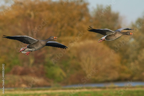 Greylag Geese (Anser anser) flying over a lake during winter at Slimbridge in Gloucestershire, England. 