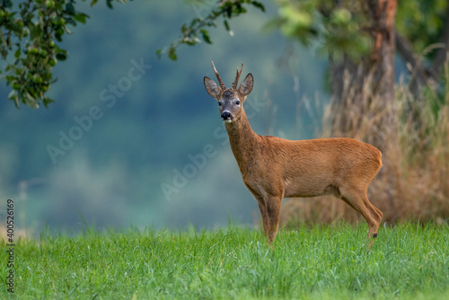 Rehbock (Capreolus capreolus) photo