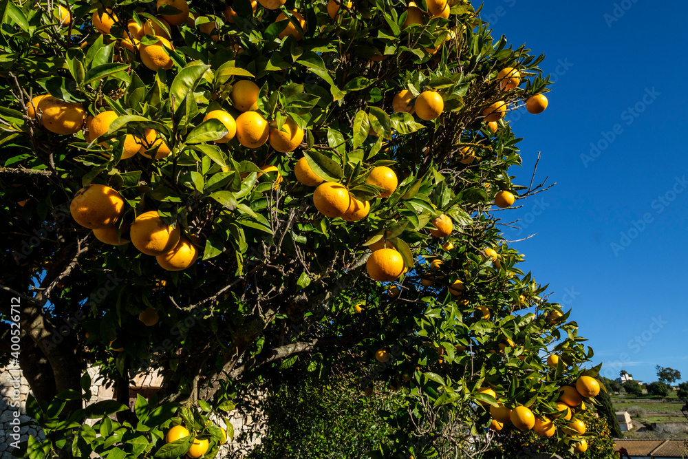 oranges on the tree, Lloret de Vista Alegre, Mallorca, Balearic Islands, Spain oranges on the tree, Lloret de Vista Alegre, Mallorca, Balearic Islands, Spain