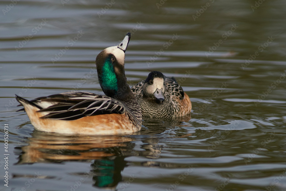 Fototapeta premium Chiloe Wigeon (Mareca sibilatrix) interacting on a pond at Slimbridge in Gloucestershire, United Kingdom