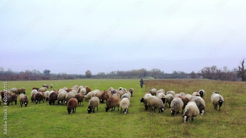 Sheep grazing in late autumn. Herding sheep in a field. Group of woolly white and brown animals on nature landscape. Sheep grazing in late autumn. Herding sheep in a field. Group of woolly white and brown animals on nature landscape.