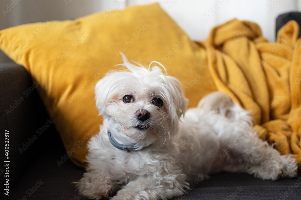 Portrait of a Maltese Bichon white dog looking curiously at the camera on a grey couch with a yellow blanket after some mischief Portrait of a Maltese Bichon white dog looking curiously at the camera on a grey couch with a yellow blanket after some mischief