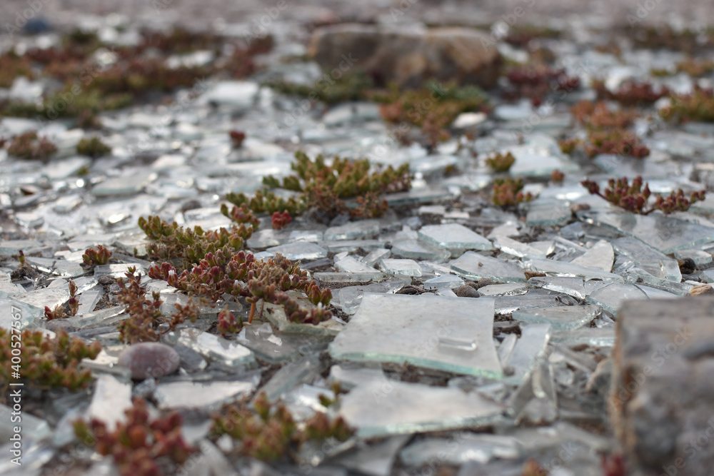 Fototapeta premium Broken glass on the ground with vegetation around