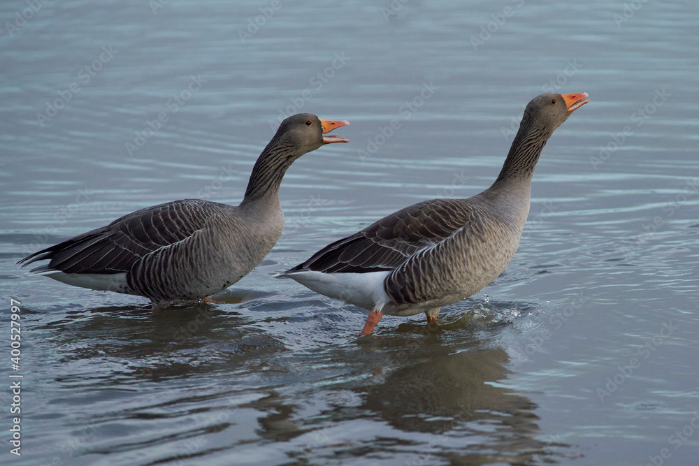 Greylag Geese (Anser anser) on a lake during winter at Slimbridge in Gloucestershire, England. Greylag Geese (Anser anser) on a lake during winter at Slimbridge in Gloucestershire, England.