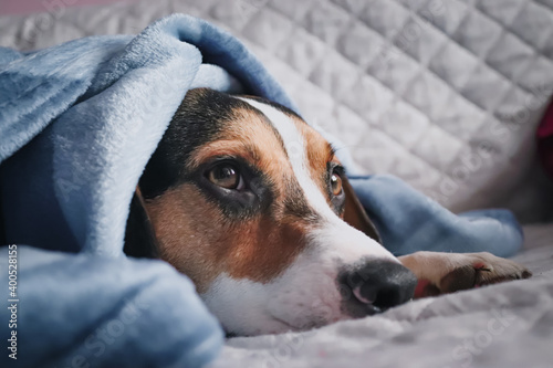 portrait of a dog