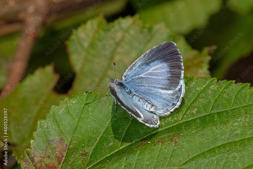 Obraz premium Celastrina argiolus, Faulbaumbläuling,DE, NRW, Leverkusen-Opladen 2020/06/21 06:55:54