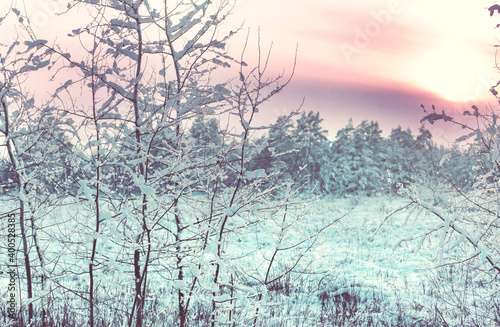 Fototapeta Naklejka Na Ścianę i Meble -  Winter forest