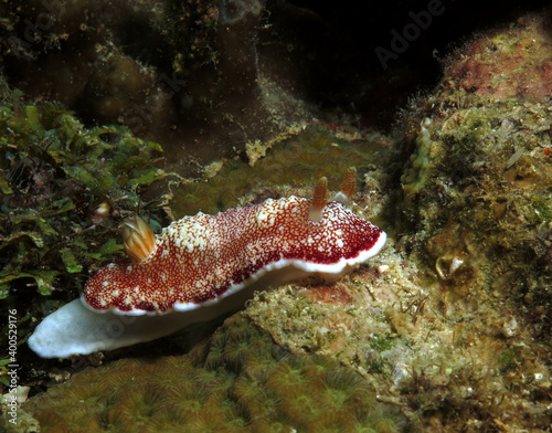 A Goniobranchus reticulatus nudibranch crawling on corals Boracay Philippines