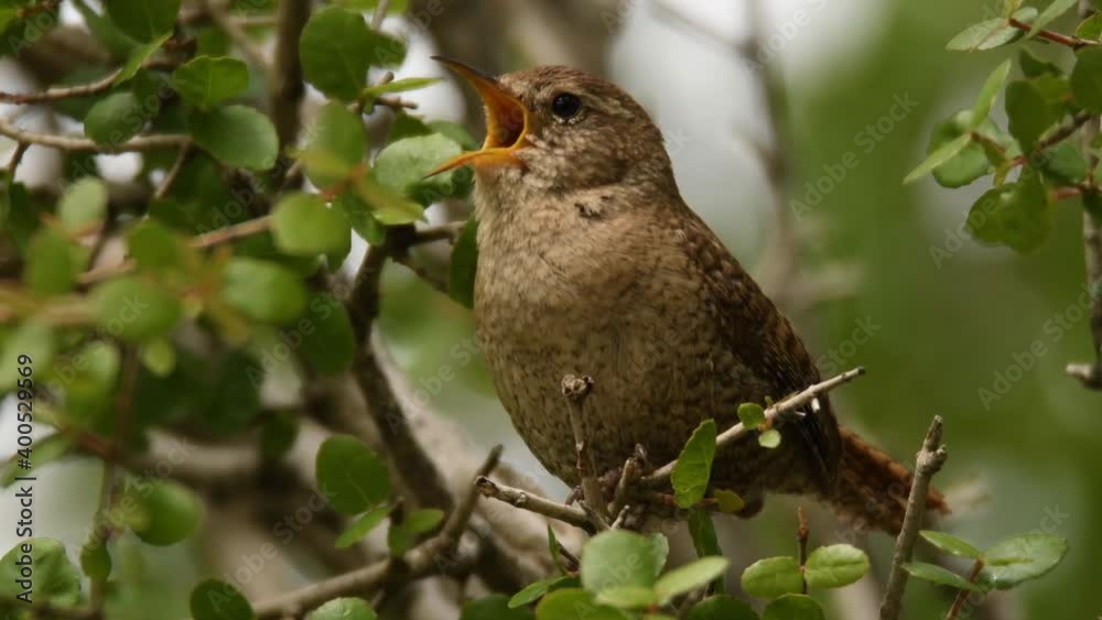 Eurasian Wren (Troglodytes troglodytes) singing on the branch, very small brown bird, the only member of the wren family Troglodytidae found in Eurasia and Africa (Maghreb). Singing in spring. Eurasian Wren (Troglodytes troglodytes) singing on the branch, very small brown bird, the only member of the wren family Troglodytidae found in Eurasia and Africa (Maghreb). Singing in spring.