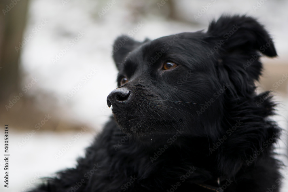 Black dog posing on a light background. portrait, close-up. beautiful little shaggy dog. black dog head with focus on nose Black dog posing on a light background. portrait, close-up. beautiful little shaggy dog. black dog head with focus on nose