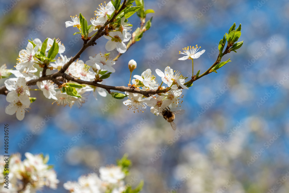 Flowering trees in spring, bee on a tree flower Flowering trees in spring, bee on a tree flower