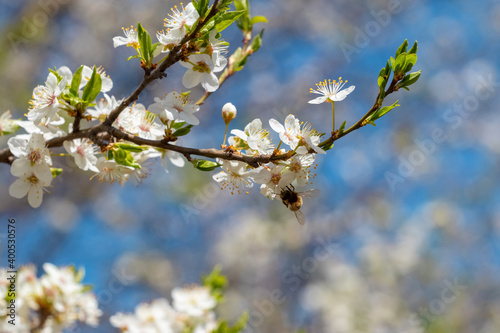Flowering trees in spring, bee on a tree flower