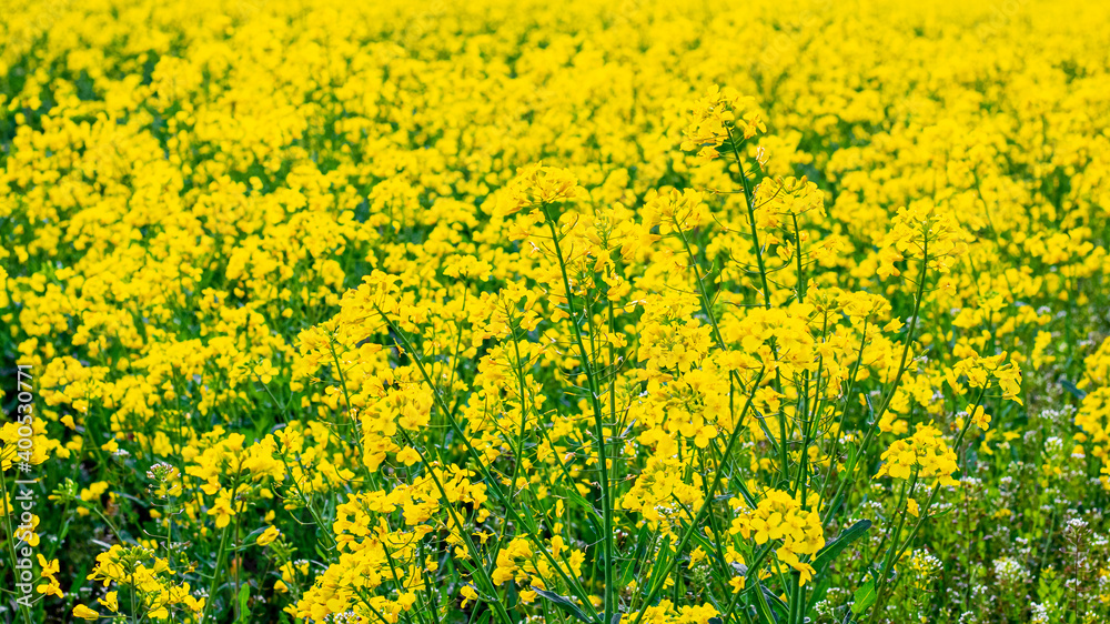 Spring background with yellow rapeseed flowers, rapeseed blossoms Spring background with yellow rapeseed flowers, rapeseed blossoms