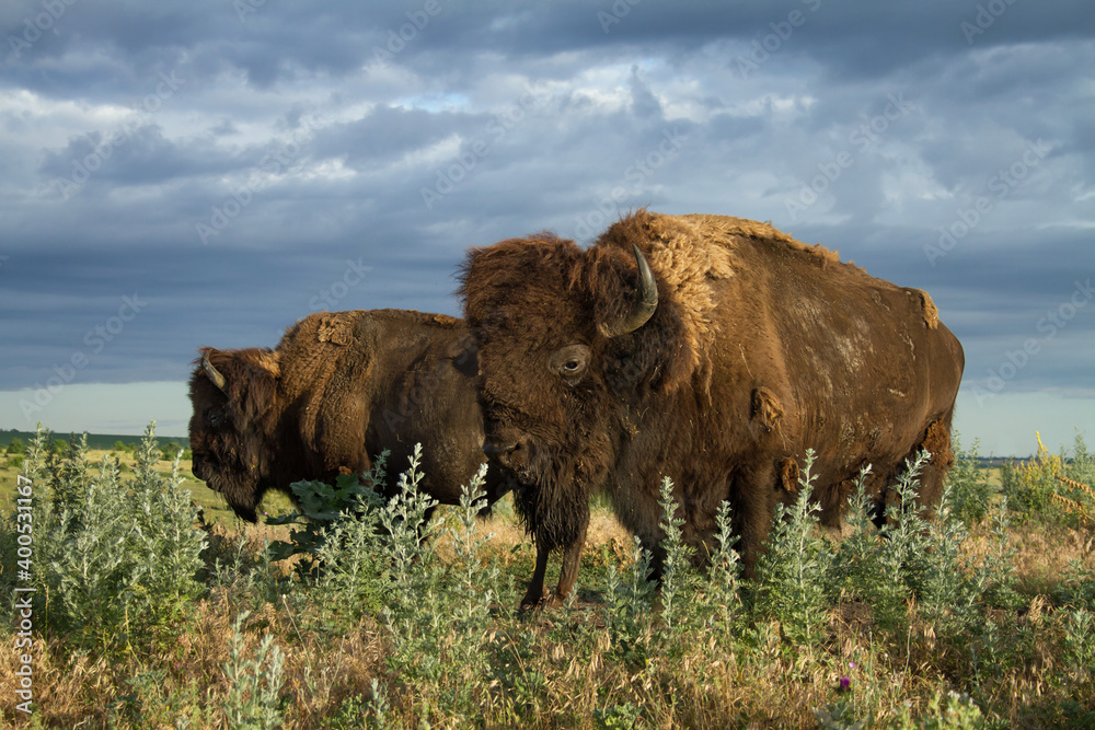 Bison herd in rainy prairie. Bull leader closeup.