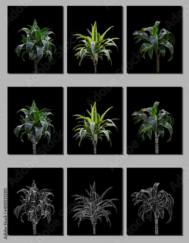 Vector set of green and wireframe dracaena isolated on black background. Bright sunny summer detailed and accurate palm tree design in triangular low poly style. Floral design element.