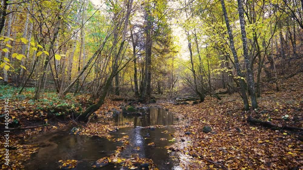 The river in autumn forest. Large stones with green moss and fallen leaves of trees. Wilde nature concept. 