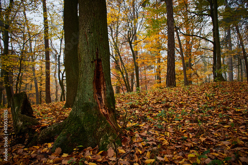 Amazing quiet Carpathian forest in foggy weather  Slovakia  Europe