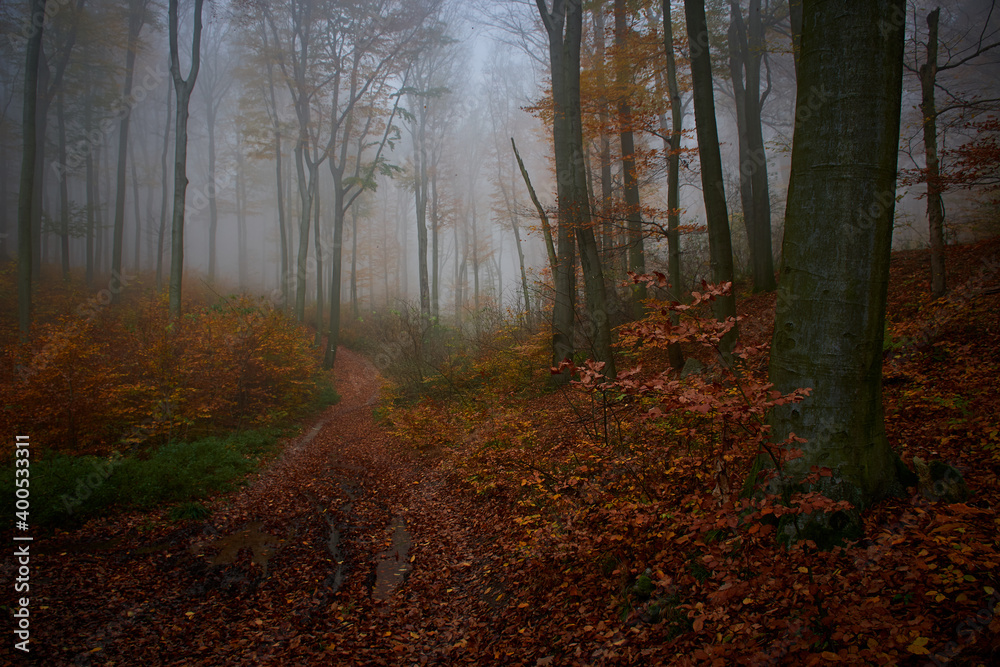 Amazing quiet Carpathian forest in foggy weather, Slovakia, Europe