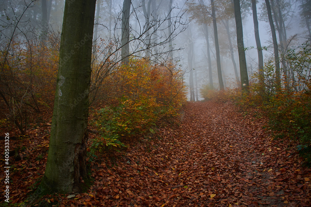 Obraz premium Amazing quiet Carpathian forest in foggy weather, Slovakia, Europe