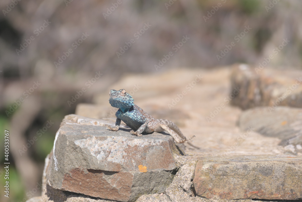 Die Felsenagama (Agama atra) ist weitverbreitet im südlichen Afrika. Hier auf der Halbinsel Robberg bei Plettenberg Bay , Robberg Nature Reserve, Südafrika. Die Felsenagama (Agama atra) ist weitverbreitet im südlichen Afrika. Hier auf der Halbinsel Robberg bei Plettenberg Bay , Robberg Nature Reserve, Südafrika.