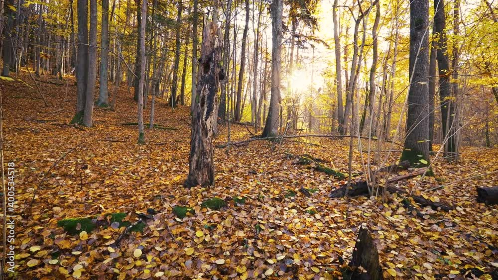 Walking through the magnificent autumn forest with yellow and orange trees. Sun rays shines through foliage. Walking through the magnificent autumn forest with yellow and orange trees. Sun rays shines through foliage.