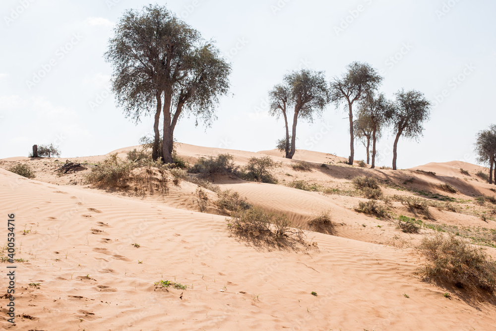 Desert Sand Curves
