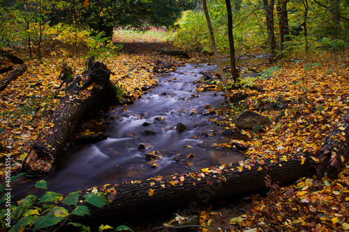 Photography Carpathian forest in autumn seasone, Bratislava, Slovakia, Europe