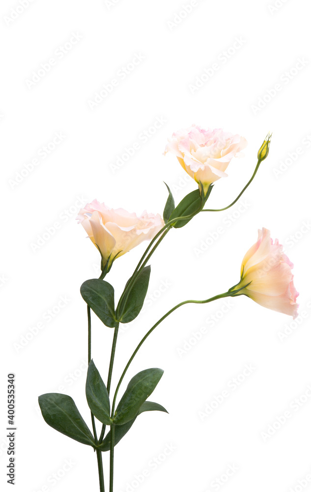 flowers eustoma isolated flowers eustoma isolated