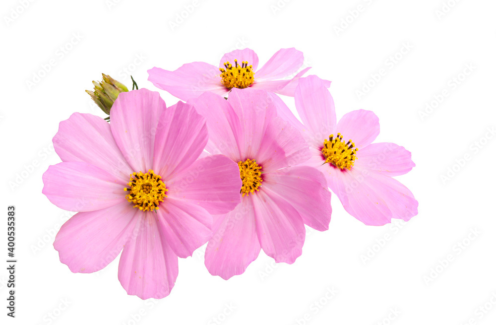 cosmos flowers isolated cosmos flowers isolated