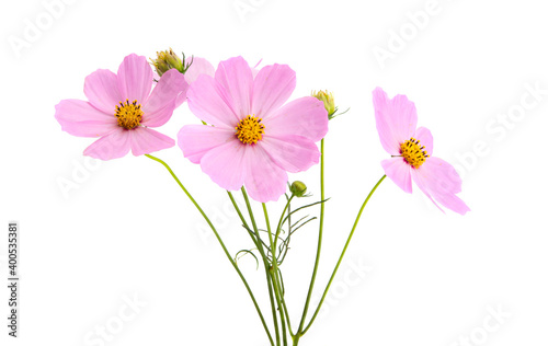 cosmos flowers isolated