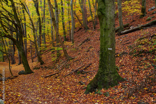 Carpathian forest in autumn seasone, Bratislava, Slovakia, Europe