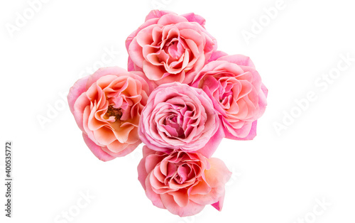 pink roses isolated