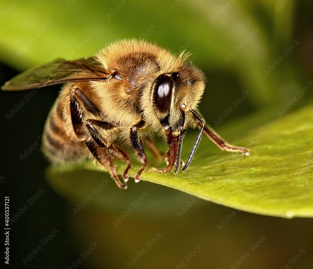 Macro photograph of a honeybee drinking from a leaf. Macro photograph of a honeybee drinking from a leaf.